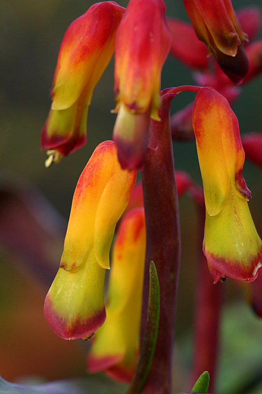 Lachenalia