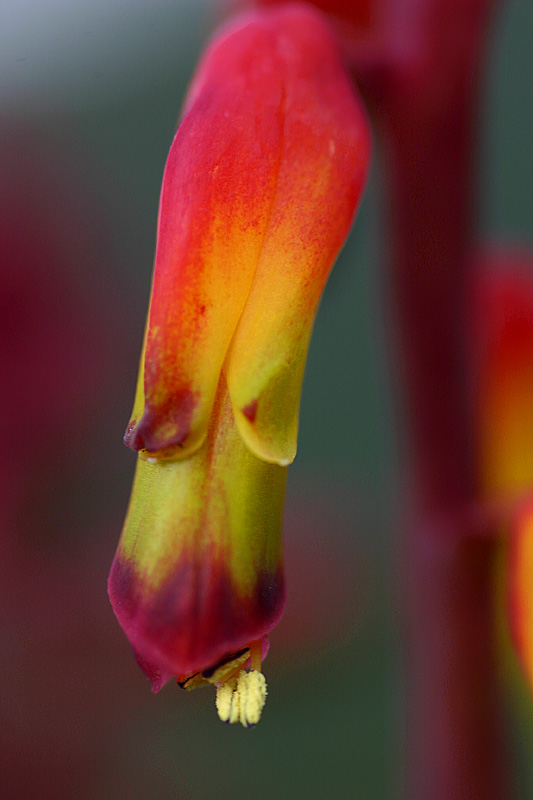 August 9. Detail from a Lachenalia