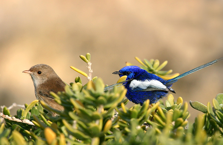 White Winged Fairy Wrens, Mr & Mrs.