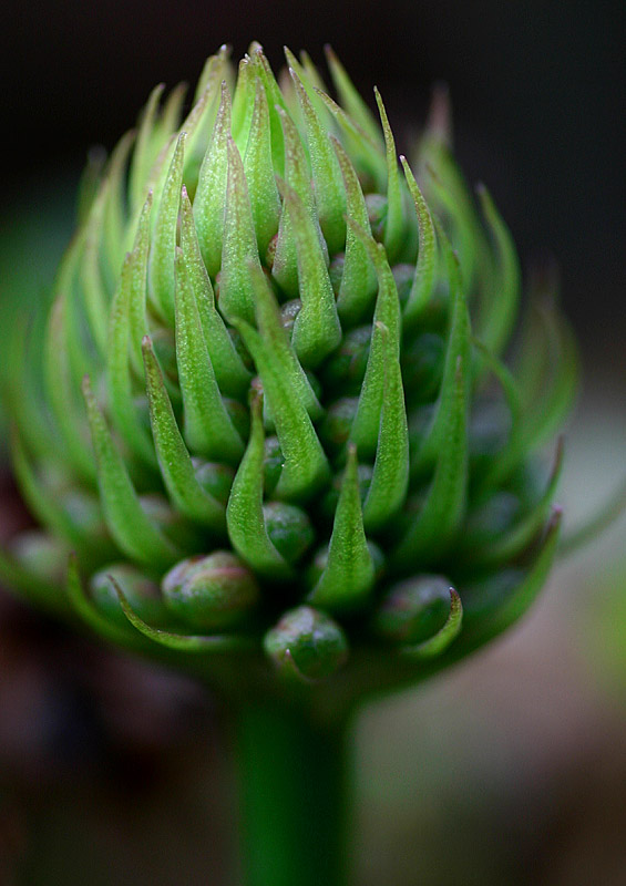 August 12. Green
