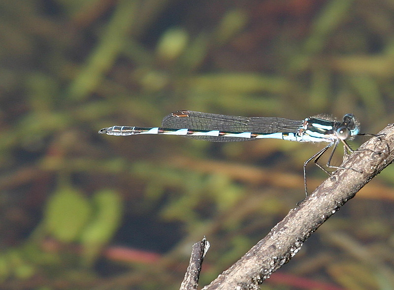 Austrolestes annulosus (Blue Ringtail)