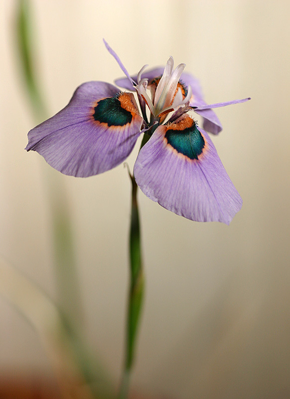 August 29. Moraea villosa