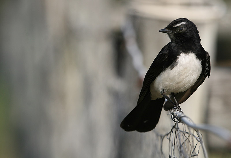 Willy Wagtail