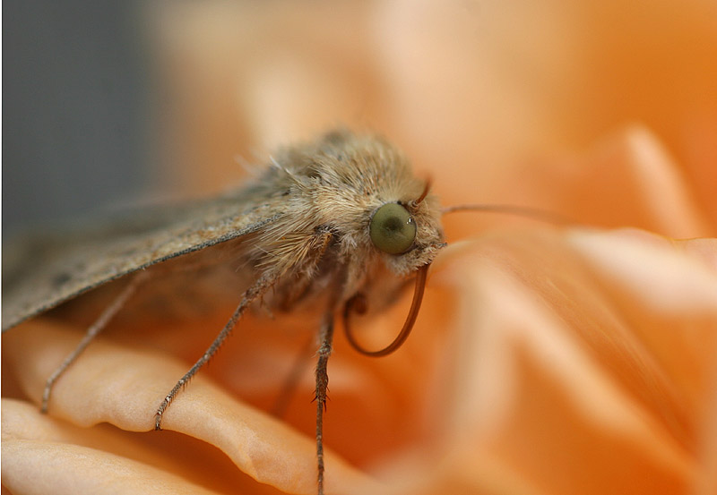 Moth