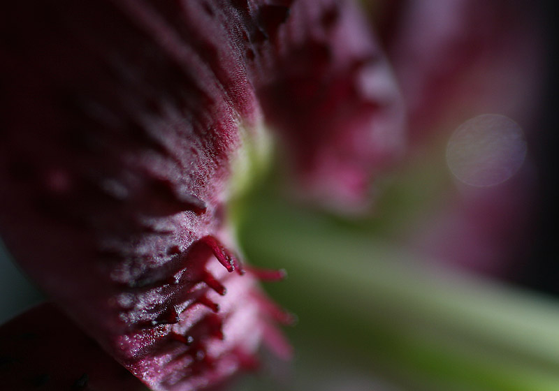 detail of a Lilium