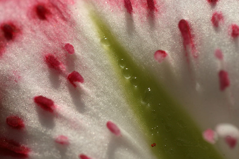 Dew in a lilium
