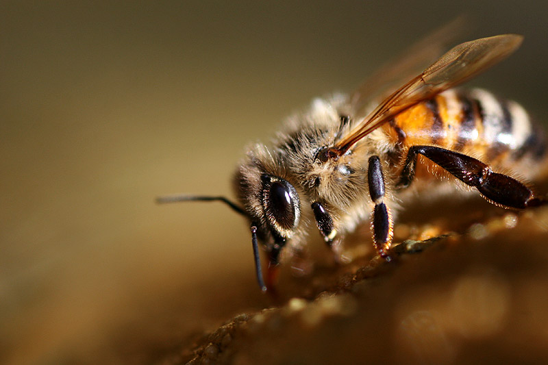 Bee drinking