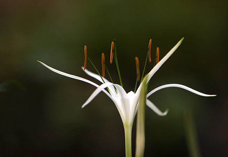 Hymenocallis