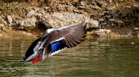 DUCK JUST TOOK OFF