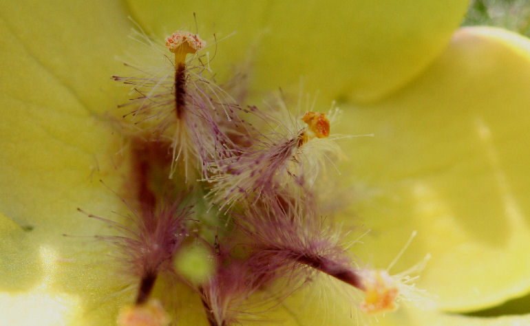 INSIDE YELLOW FLOWER MACRO