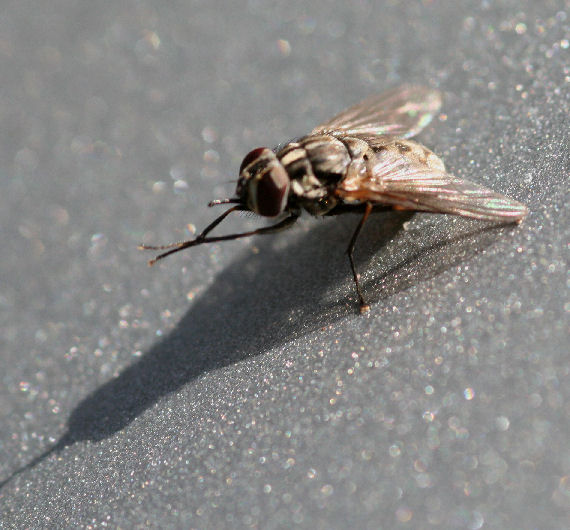 FLY