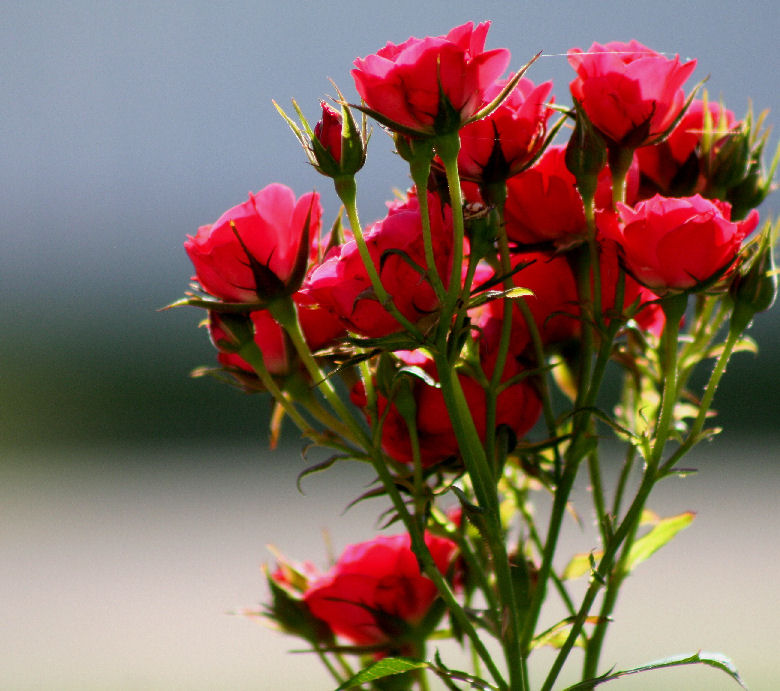 MY MINIATURE ROSES