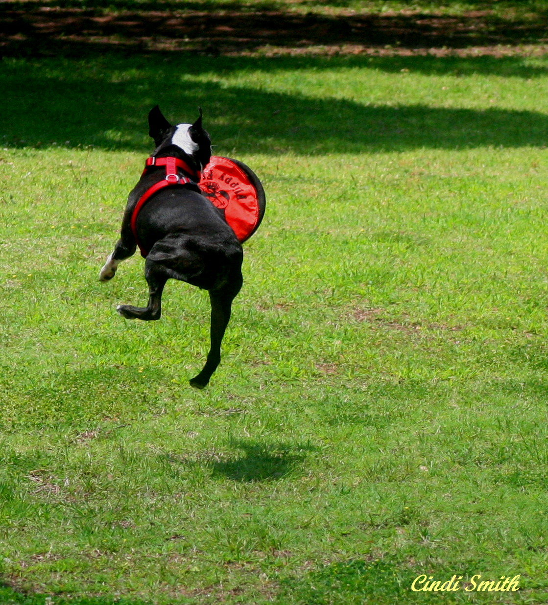 FRISBEE CATCHING POOCH