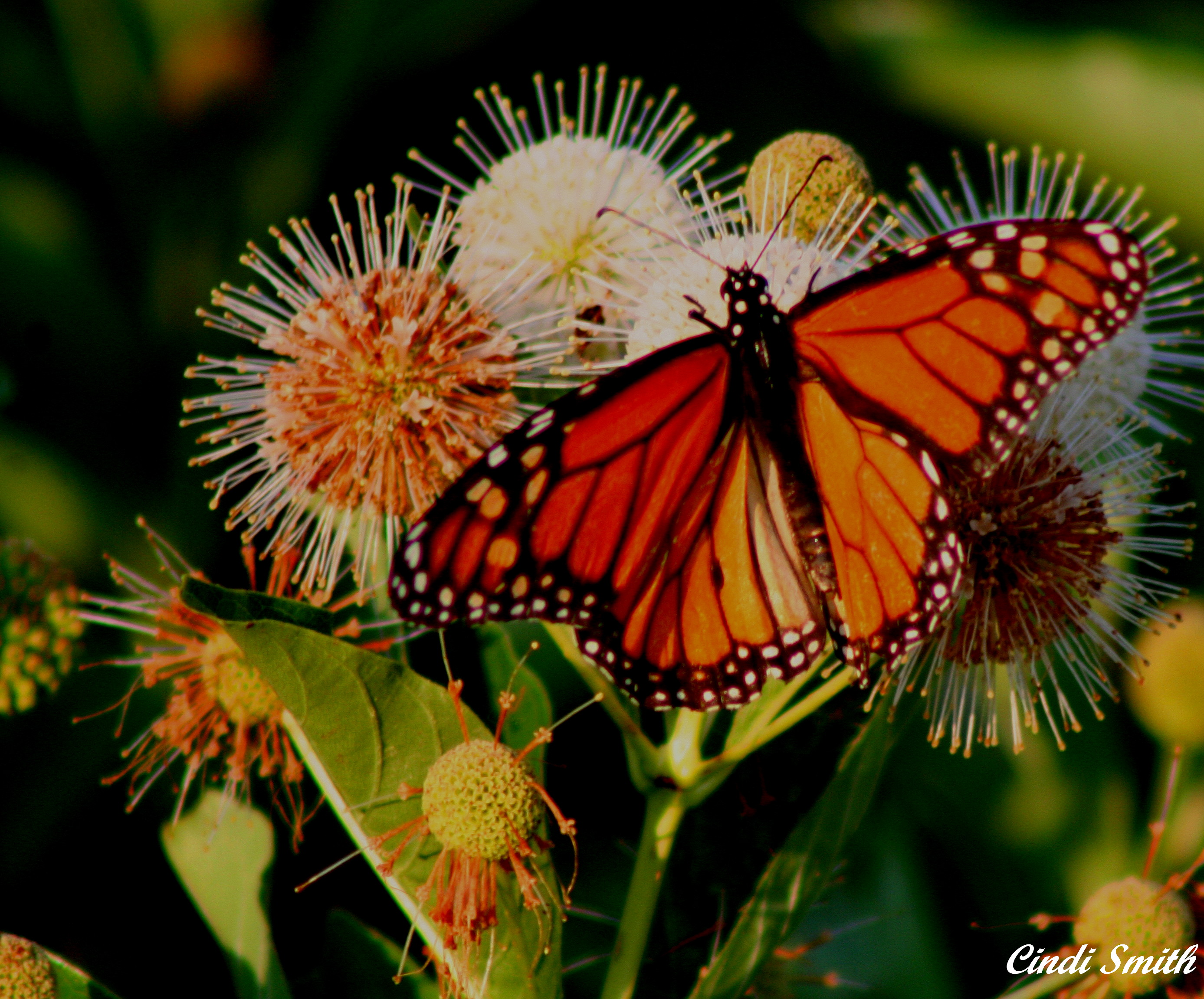 BUTTERFLY GETTING SOME NECTAR