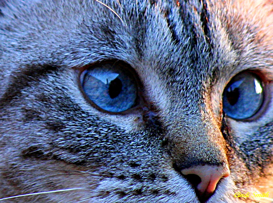 CAT EYES