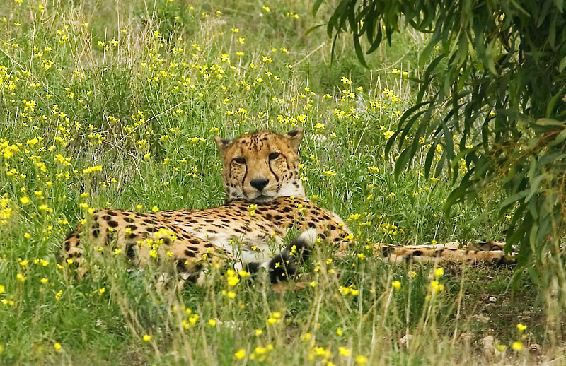 Sleepy Cheetah, Monarto Zoological Park, South Australia