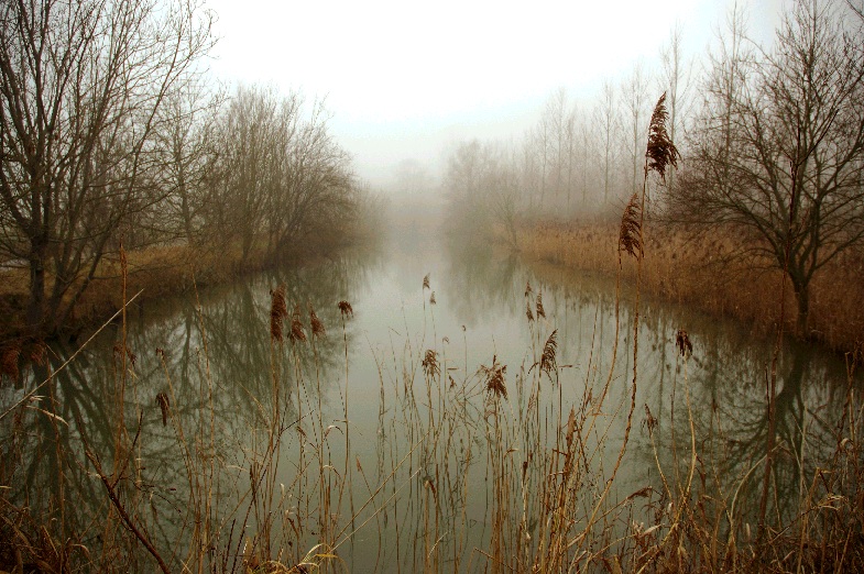 The pond in the mist