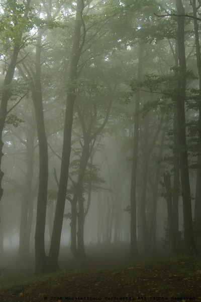 Foggy beech trees.jpg