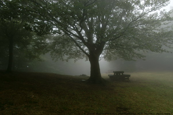 Foggy pic-nic area.jpg