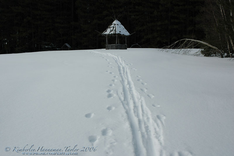 Fresh Tracks