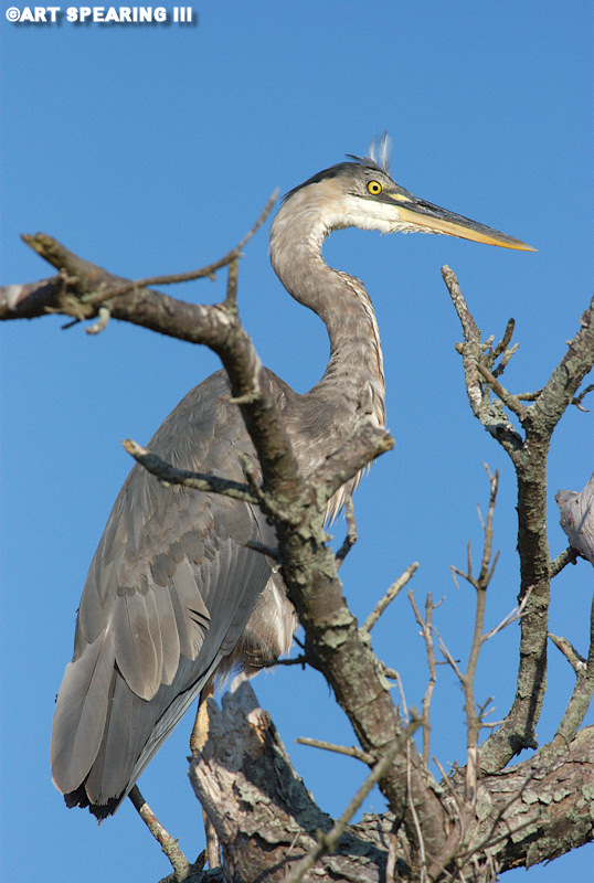 Chincoteague Great Blue Heron