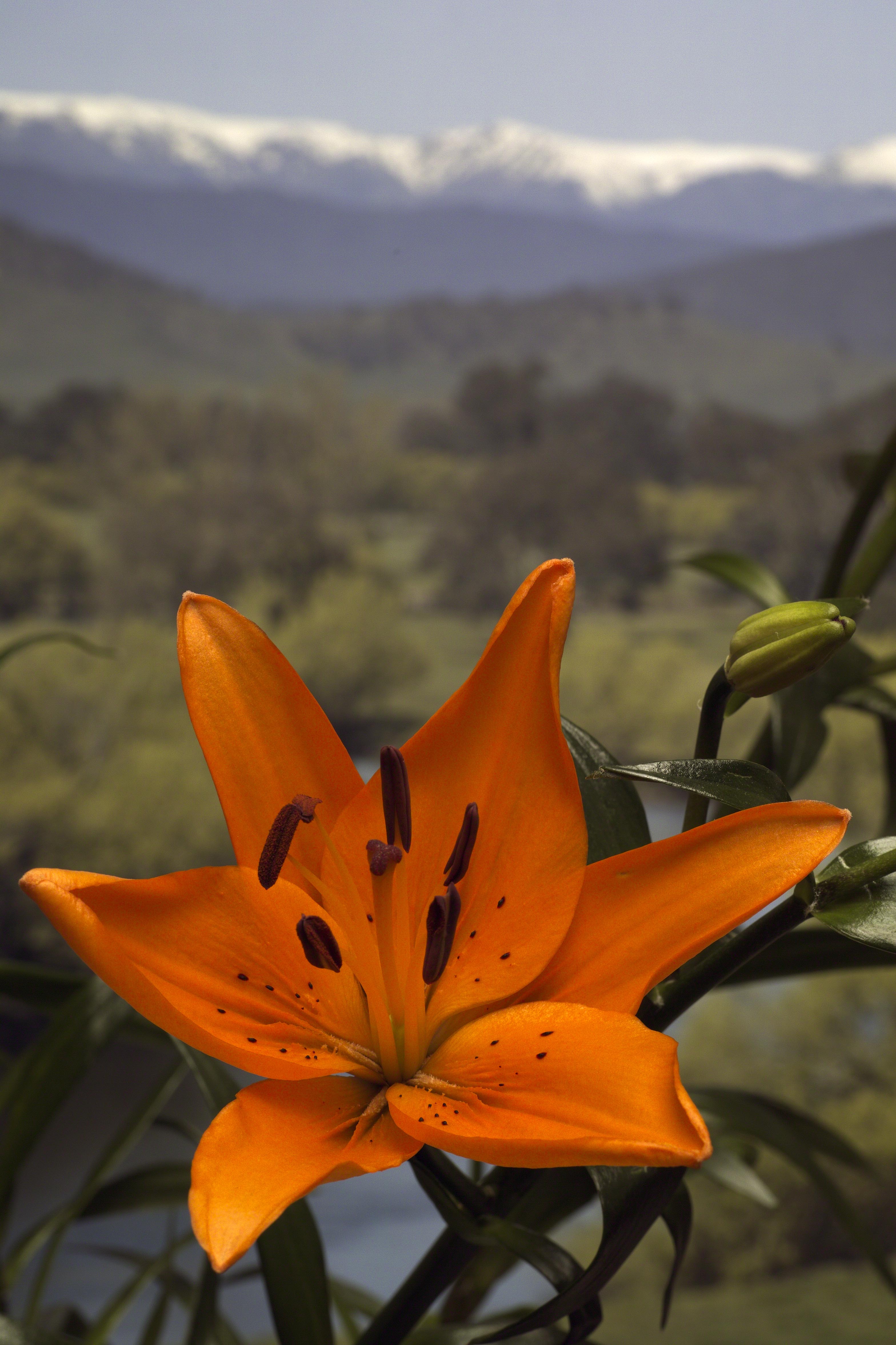 Lily With Snowy Mountains
