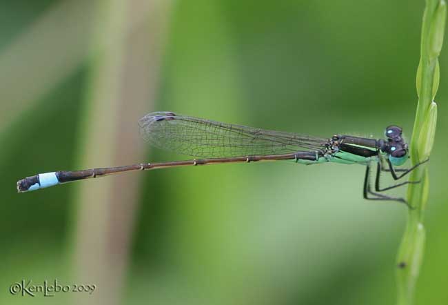 Ramburs Forktail Ischnura ramburii