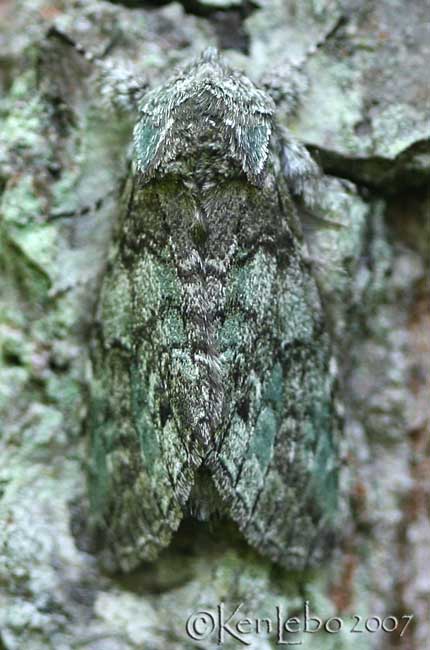 Mottled Prominent Macrurocampa marthesia #7975