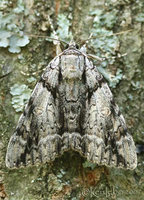 Widow Underwing Catocala vidua #8792