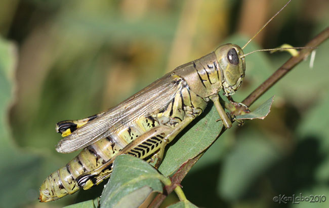 Differential Grasshopper Melanoplus differentialis