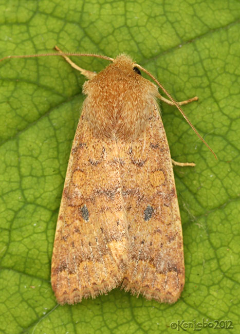 Bicolored Sallow Moth Sunira bicolorago #9957