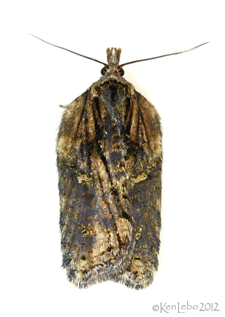 Multiform Leafroller Moth Acleris flavivittana #3542