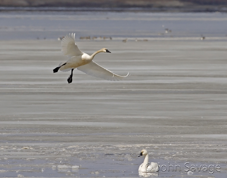 tundra swans