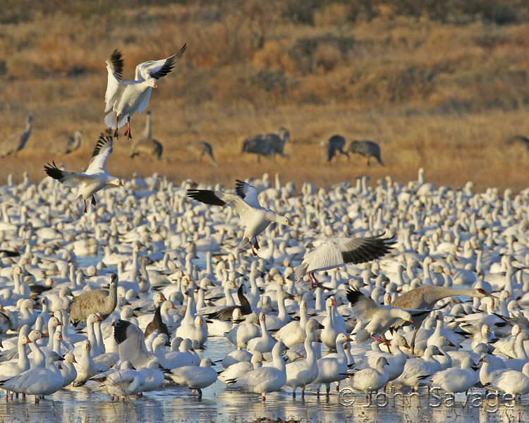 4 Ross geese and 1 snow coming into the flock