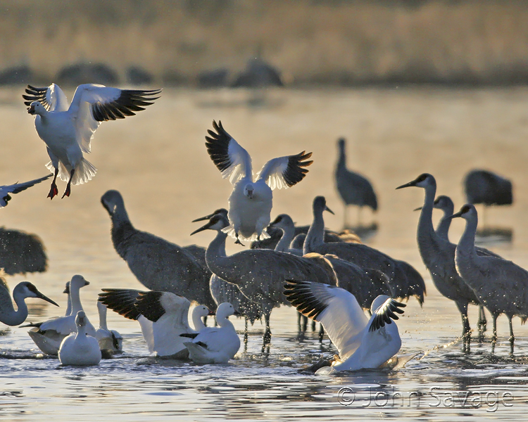 Snow geese invading the cranes peace and quite