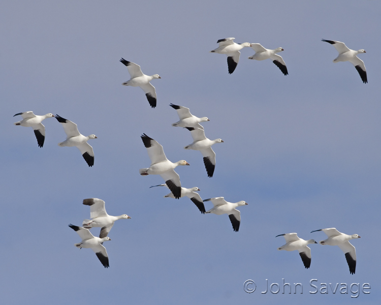 Ross geese with two snows