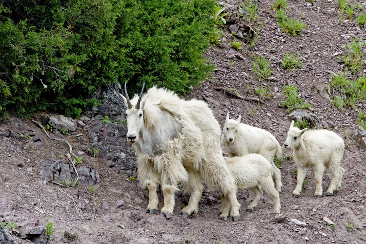 Mountain Goat......Nanny and 3 kids