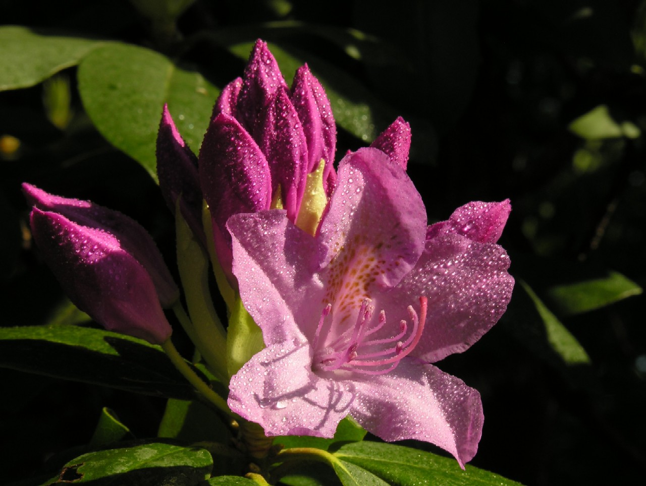 Backyard Bloom 025a1280.jpg