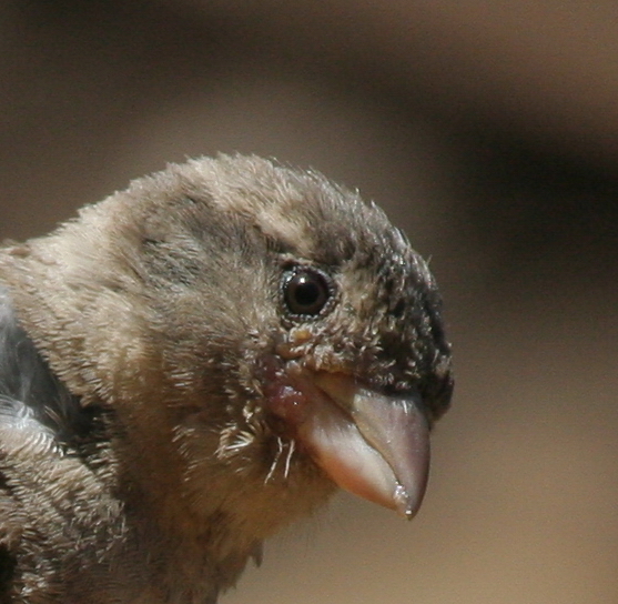 IMG_3605crop.jpg