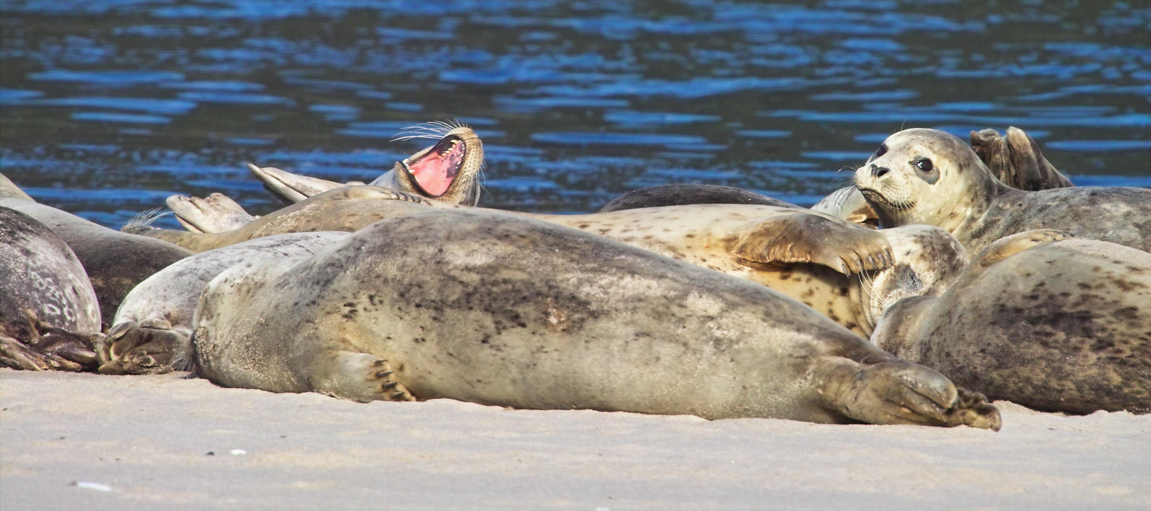 harbor seal 10