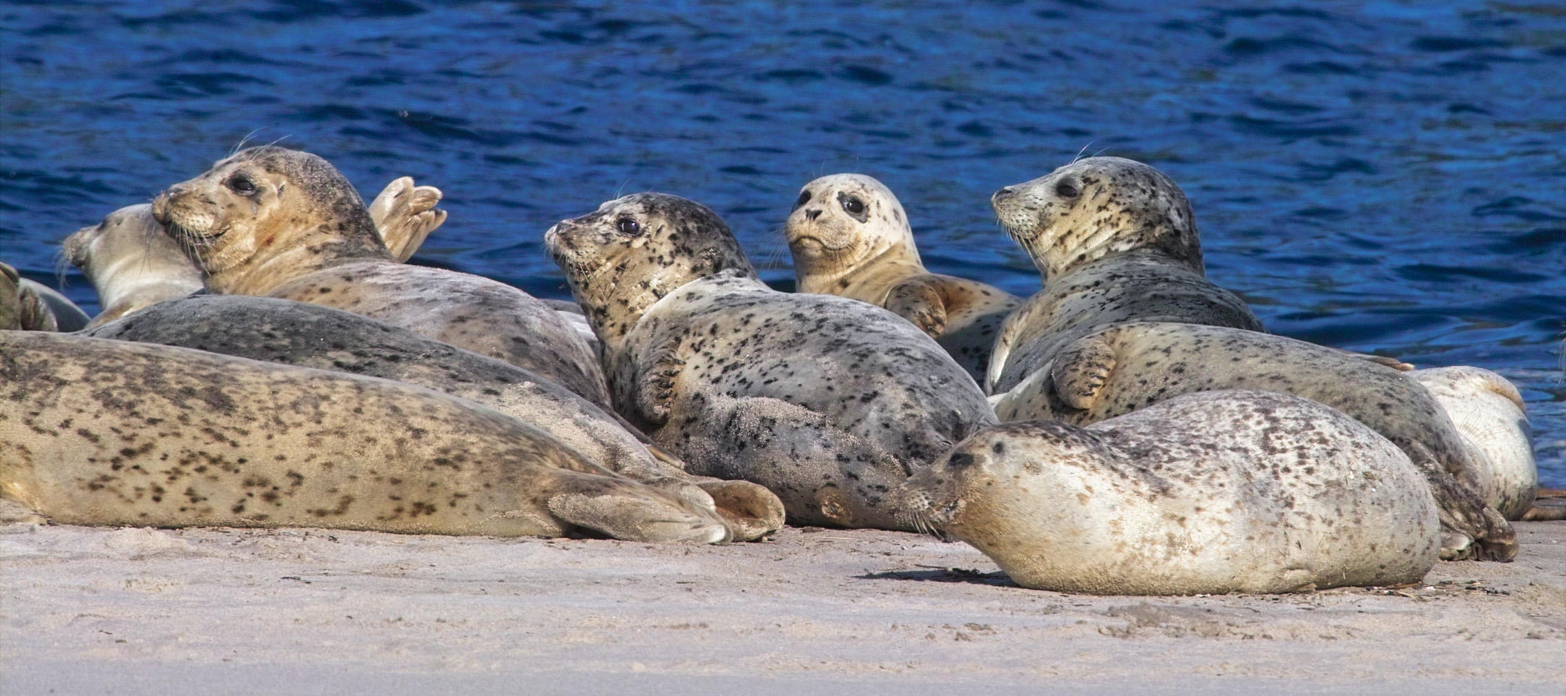 harbor seal 15