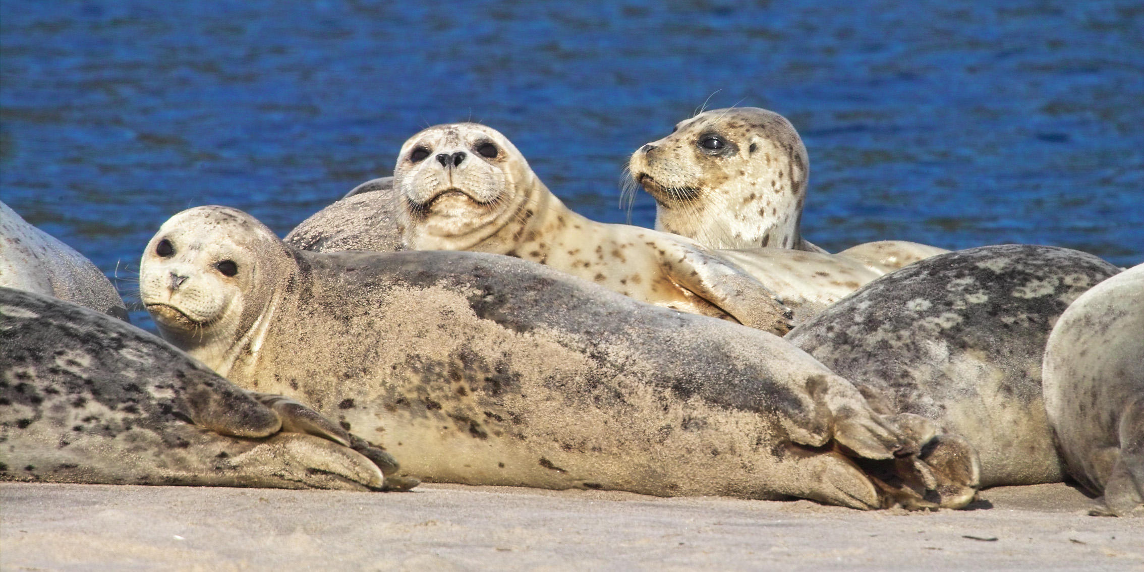 harbor seal 26