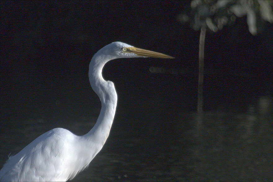 1600mm6400egret.jpg