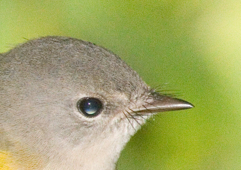 redstart4200.jpg