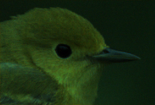 yellowhead.jpg