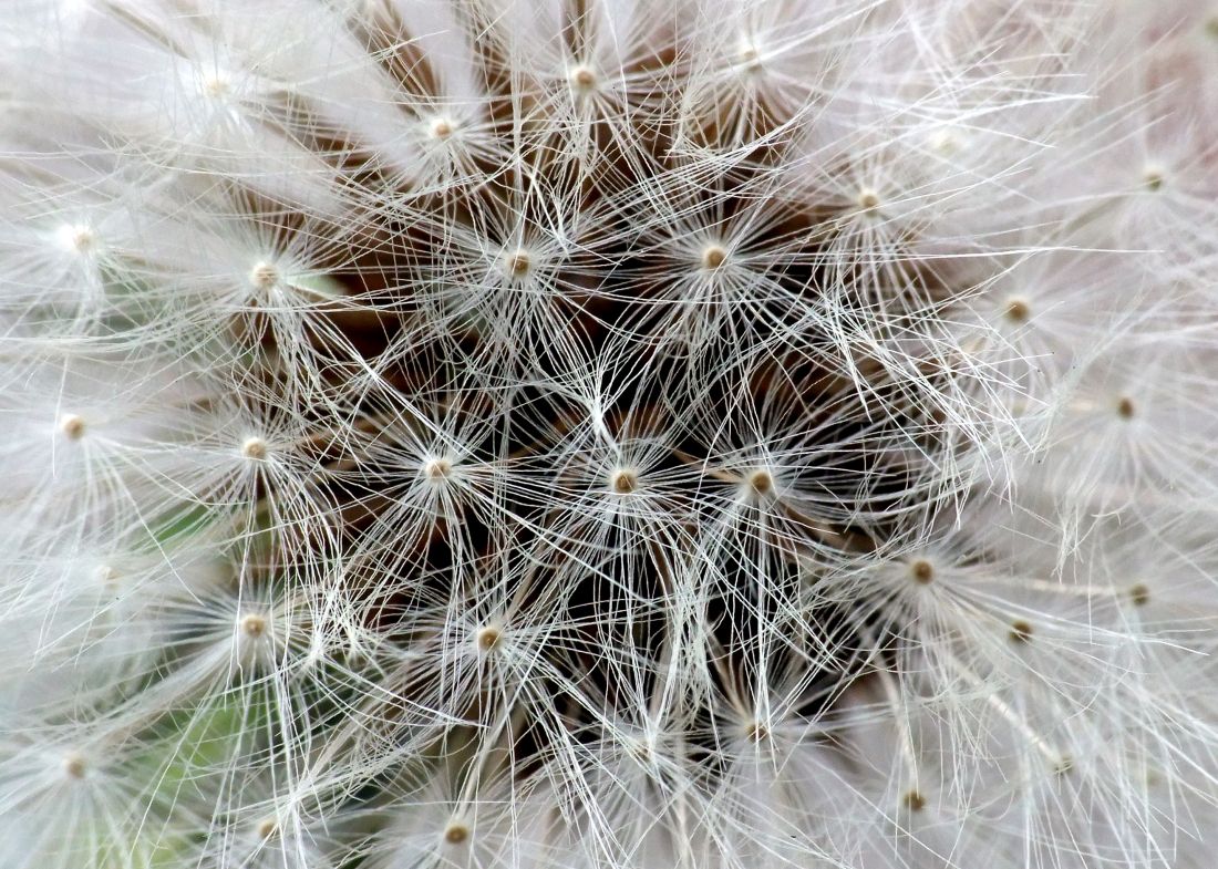 Dandelion Close Up