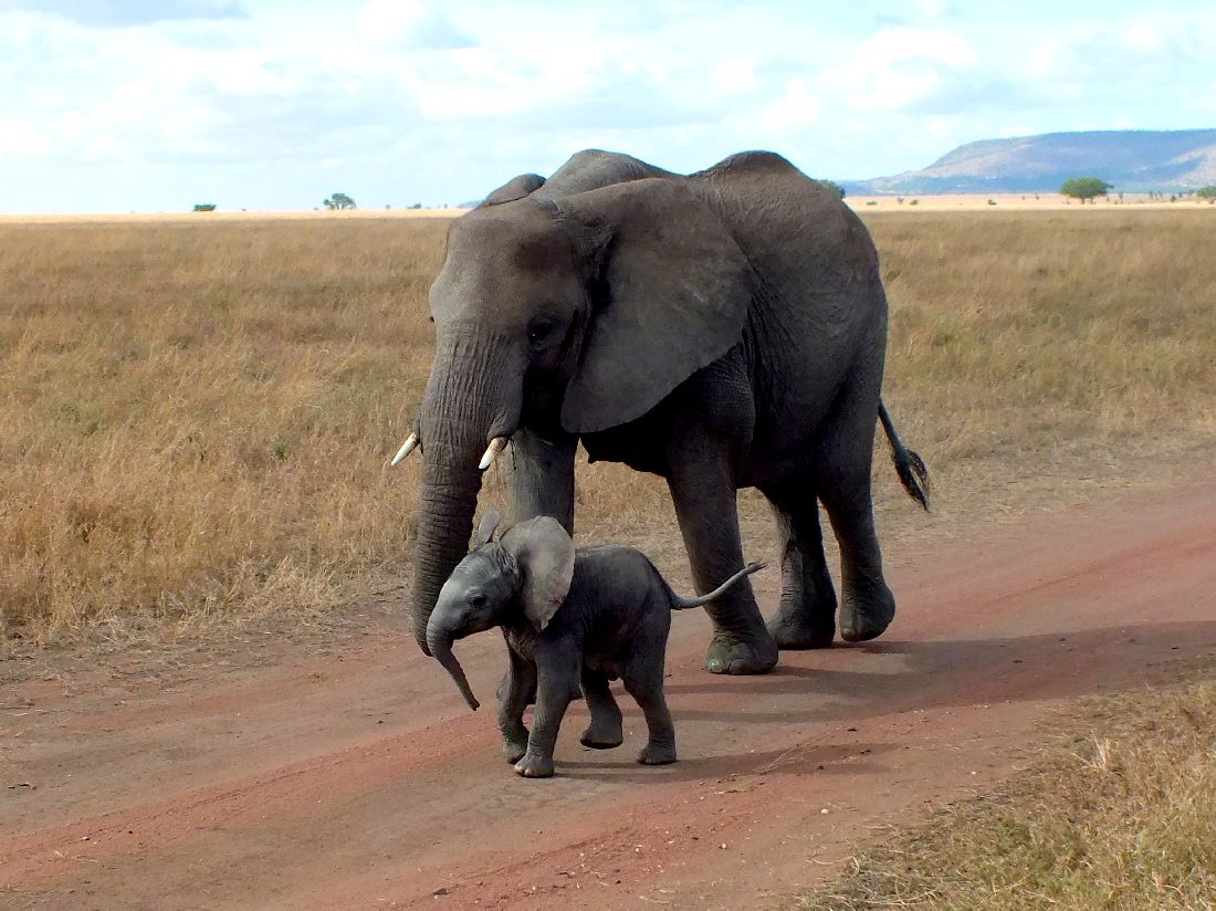 An elephant in miniature