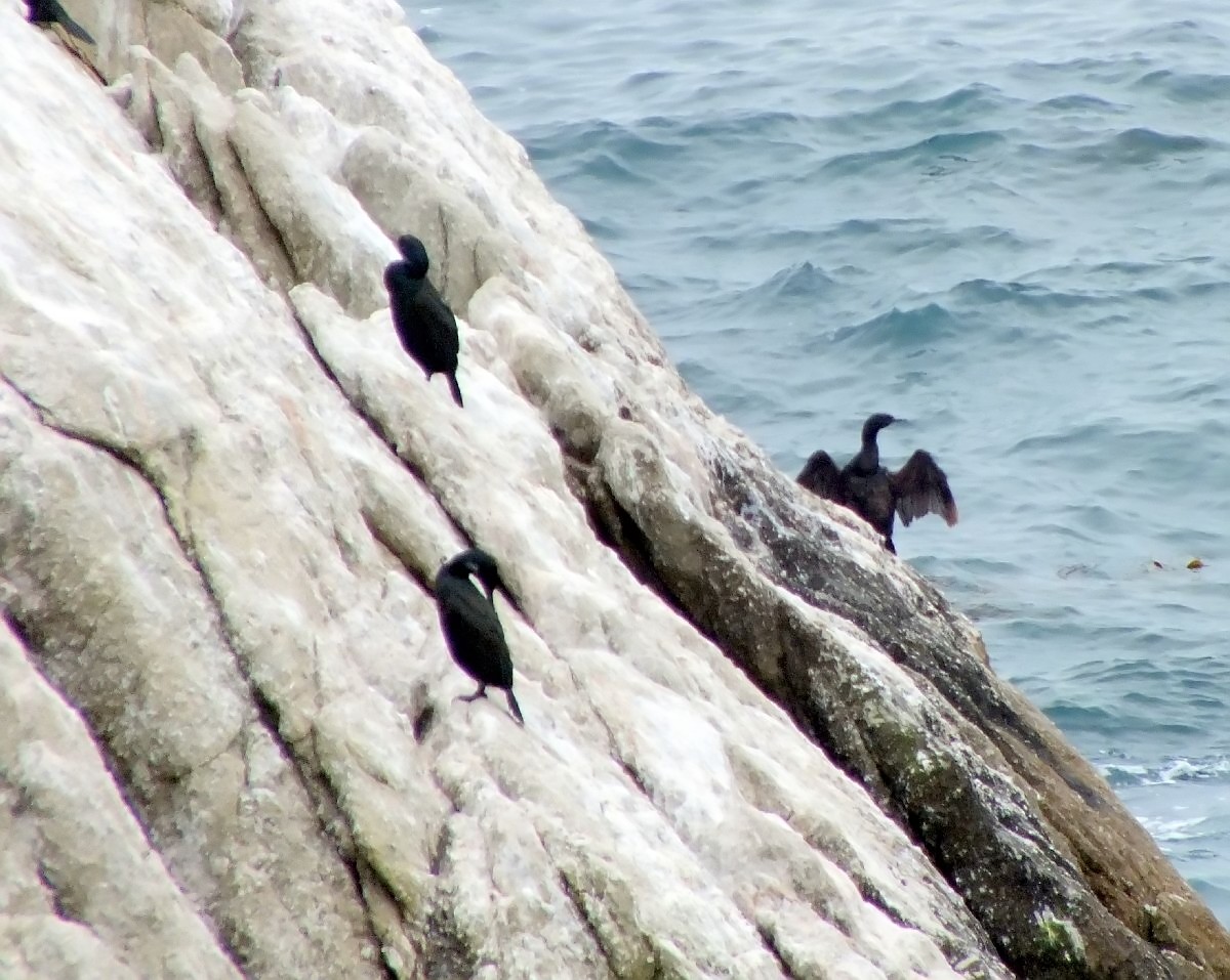 A Cormorant Drying its Wings