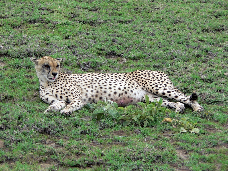 This is believed to be the oldest female cheetah in the park