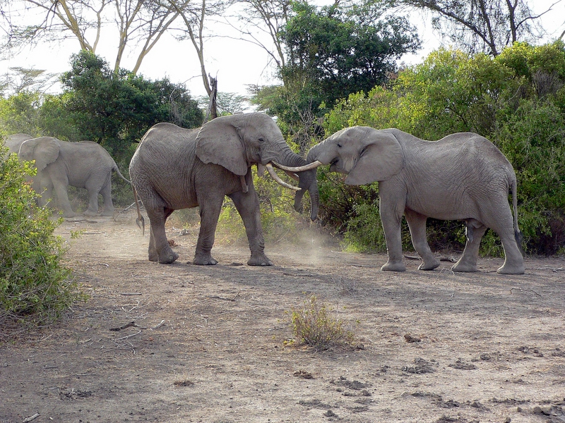  A young bull challenging the dominant bull